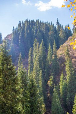 Tien Shan dağlarındaki sonbaharın güzelliğini hisset. Canlı renklerin ve zıt gölgelerin senfonisine tanık olun. Kendini doğanın ilahi orkestrasına ver..