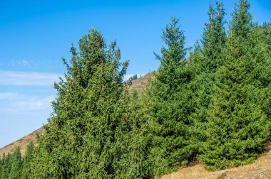 Sonbaharın güzelliğini tüm ihtişamıyla tecrübe et. Kendinizi görkemli zirvelerin sıcak altın renklerine daldırın. Doğanın ihtişamıyla çevrili yemyeşil ormanlarda dolaş..