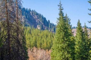 Sonbahar dağları. Dağlarda sonbaharın güzelliğinin tadını çıkar. Nefes kesici bir doğal dönüşüme tanık olun. Canlı kırmızı, sarı ve turuncu renklerin tadını çıkar..