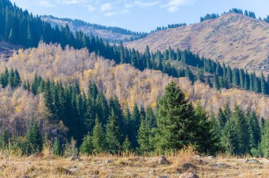 Resimli dağ manzaralarında sonbaharın güzelliğini tecrübe edin. Parlak Tien Shan kökleri olan büyüleyici bir orman. Yeşil renklerden oluşan bir kaleydoskop göz kamaştırıcı bir görüntü yaratıyor..