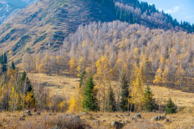 Görkemli bir dağ ormanında sonbaharın güzelliğini tecrübe edin. Tien Shan 'ın yeşil gölgesinin tadını çıkar. Kendinizi büyüleyici bir renk tuvaline daldırın.