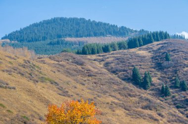 Sonbahar yapraklarının güzelliğine dalın. Bir dağ ormanında doğanın canlı renklerini keşfedin. Kendini doğanın kucağına bırak..