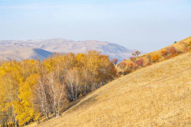 Tien Shan dağlarındaki sonbaharın çarpıcı güzelliğinin tadını çıkar. Rengarenk yapraklar ve yüksek tepeler büyülüyor seni. Kendinizi resim manzarasına daldırın. Doğa severler için ideal bir yer.