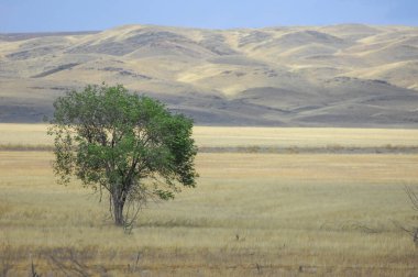 Çayır, sade batan güneşle yayılan çöl arasındaki büyüleyici dansı izlemek kelimelere dökülemeyecek bir dünya dışı deneyim yaratır. Çölün Sihirli Titreşimleri