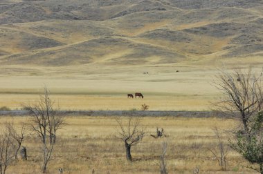 Çayır, düz, çöl. Güneş ufkun altına doğru zarifçe batarken çöl alevli renklerle canlanıyor ve gökyüzünü aydınlatıyor. Doğanın Başyapıtı