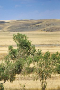 Çayır, düz, çöl. Güneş çöl doğasına veda ederken çiçeklerin büyüleyici dansına tanık olun.