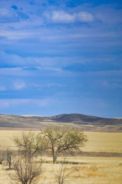Çayır, düz, çöl. Büyüleyici renkler bir çöl manzarasını büyüleyici bir başyapıta dönüştürür.