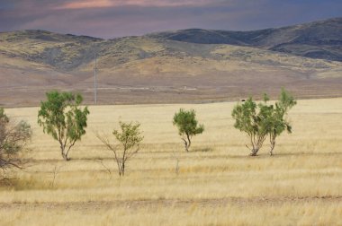 Çayır, düz, çöl. Kısırlık dünyasında, yalnız bir ağaç sonsuz çöl aşkıyla kalpleri kazanır.