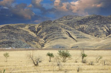 Çayır, düz, çöl. Issız bir harikalar diyarının bilinmeyen diyarlarında dolaşın. Orada yalnız bir ağaç doğayla uyum ve dayanıklılığın sembolü olarak dimdik ayakta durur. Doğa Bakımları