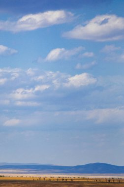 Çayır, düz, çöl. Issız bir çölün ortasında, amansız güneşe karşı duran yalnız bir ağaç bir damla su için can atıyor. Kurumuş gezginler