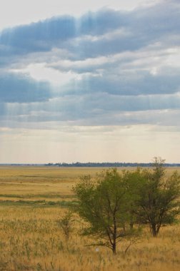 Çayır, düz, çöl. Çorak bir arazide umudun sembolü olarak duran yalnız bir ağaç Doğa 'nın Dayanıklılığı