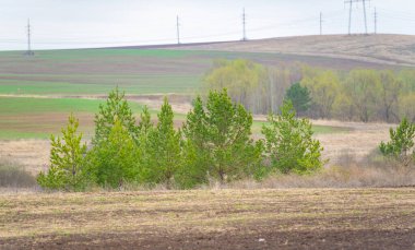 Toprağı gelecekteki büyüme için hazırlıyorum. Tohum ekmeye hazır, iyice sürülmüş bir tarla. Bereketli topraklar gelecekte başarılı bir hasat vaat ediyor..
