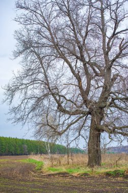 Çiftçilerin ekinlerin büyümesini ve verimini takip etmeleri için bir tarım uygulaması. Veri analizi kullanılarak ürün üretimini optimize et.