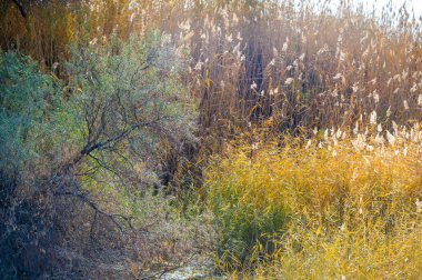 Sonbahar, Steppe. Çayırlar. Yenilenmiş Çölde, nefes kesen sonbahar çöl maceralarında ıssız bir yol keşfetmek.