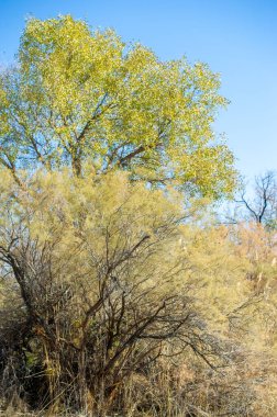 Sonbahar, Steppe. Çayırlar. Gezgin ihtirası alarmı! Altın çöl bozkırlarının arasından geçen mükemmel bir toprak yol Sonbahar Vibes Yolu Hedefleri