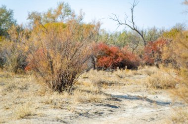Sonbahar, Steppe. Çayırlar. Doğanın direnci sınır tanımaz! Çöl manzarasını noktalamak, bu renkli çalılar bize sonsuz yaşam döngüsünü hatırlatıyor. En Yeşilin Yaşamı