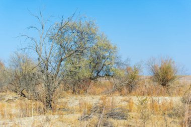 Sonbahar, Steppe. Çayırlar. Sonsuz altın çayır zeminine kurulmuş çıplak bir ağaç yalnızlığın özünü yakalar ve bize basitlikte güzelliği bulmamızı hatırlatır. Çiğ Güzel Yalnızlığı Kucaklıyor