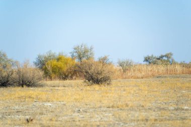 Sonbahar, Steppe. Çayırlar. Değişimin ortasında güç ve istikrar bul. Sonbahar bozkırının güzelliğini kucakla. Aidiyet hissi için köklerinizle bağlantı kurun