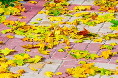 Sonbahar akçaağaç yaprağı, daha yüksek bir bitkinin düz bir yapısıdır. Direk sapına ya da gövdesine bağlı bir bıçağa benzer. Yapraklar fotosentez ve dönüşümün ana organlarıdır.