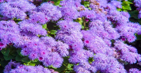 stock image Ageratum flowers come from the Greek word 