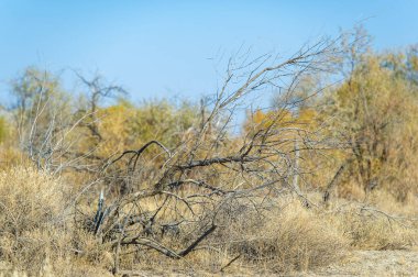 Doğanın başyapıtı kendini çorak bir ağaç olarak gösteriyor. Dallarını bozkırın arka planına yayıyor. Büyümenin, yenilenmenin ve sonbaharın gelip geçici güzelliğini simgeliyor..