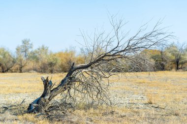 Sonbahar, Steppe. Çayırlar. Uzun, yalnız bir ağaç, engin sonbahar bozkırlarında azim ve umut hikayeleri fısıldıyor. Doğa Konuşur