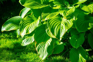 Hosta yaprakları bahçenize hayat ve canlılık getirecek. Yeşilli Yaşam Yeşili Terapisi yeşil bir doğa senfonisi yaratıyor. Bahçenizi büyüleyici bir koroya dönüştürün..
