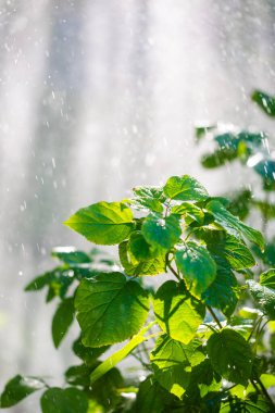 Cildinizdeki yağmur damlalarının serinliğini hissedin yemyeşil yaprakların canlı renklerinin tadını çıkarın kendinizi doğanın dinginliğine ve güzelliğine daldırın yazın ferahlatıcı zevkine varın