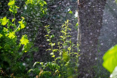 Yaz mevsiminde doğanın güzelliğini tecrübe edin Yeşil yapraklara yağan yağmurla yenilenmiş ve tazelenmiş hissedin kendinizi yazın doğasının görüntülerine ve seslerine dalın
