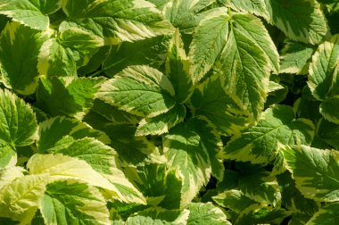 Aegopodyum podagraria, bir tür toprak örtüsü bitkisidir. Yeşil ve beyaz yaprakları var. Bahçelere görsel ilgi ekle. Bu bitki gölgeye dayanır ve büyümesi kolaydır..