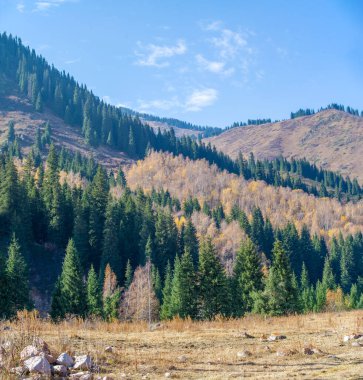 Tien Shan Dağları 'nın kalbine bir yolculuk. Eski çam ağaçları ve huş ağaçları yüksek uçurumların üzerinde yükselirken bize doğanın ebedi gücünü ve sükunetini hatırlatıyor.