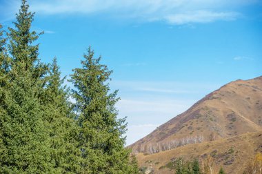 Tien Shan ladin ormanlarının mistik cazibesini tecrübe et. Vahşi doğanın canlı sonbahar renklerinin güzelliğine dalın. Maceranı yeni seviyelere çıkar.