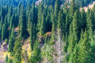 Doğa 'nın tuvali kendini Tien Shan' ın sonbahar ihtişamının nefes kesici güzelliğine batır. Görkemli dağların arasında bulunan bu renkli ağaçlar, Tien Shan Dağı İnzivası