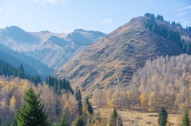 Sonbaharın hüküm sürdüğü bir dünyaya dalmak: görkemli dağların arasında yer alan bir orman, Tien Shan ladin ağaçlarının altın taçları büyüleyici bir renk tuval oluşturur