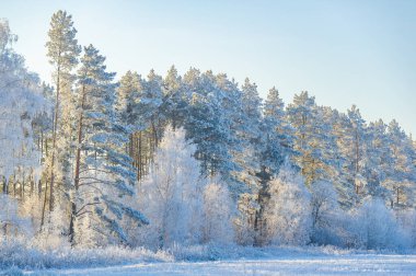 Karla kaplı bir kış harikalar diyarına dalın. Kar çıtırdatmanın saf hazzını tatmak. Kış havasının serinliğinin tadını çıkar. Yukarıdaki açık mavi gökyüzü seni huzurla doldursun.