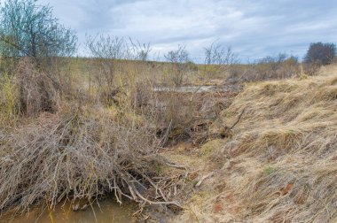Çölün ortasında sıradan bir gölet ördeklere VIP muamelesi yapılan ve kunduzların en vahşi havuz partilerini verdiği yer! Havuz Yaşamı Hedefleri Vahşi Alan Maceraları