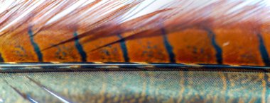 Sülün Tüyü, tüylü sülün ile doğanın güzelliğini tecrübe eder. Bu zarif yaratığın çarpıcı renklerini ve karmaşık desenlerini keşfedin. Zarif varlığınızı takdir ediyorum.