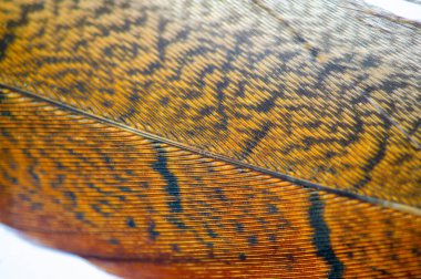 Sonbaharın güzelliğini bu zarif sülün tüyüyle kucaklayın. Sıcak, dünyevi tonları olan her ortama doğal zarafeti de ekleyin. Sonbaharın büyüleyici renklerini kutla