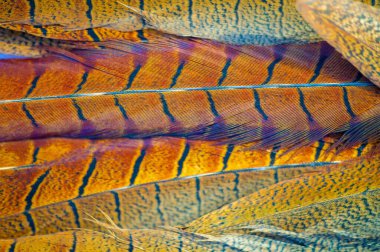 Tüy İnceliği enfes sülün tüyü ürünleri sunar. Çarpıcı ürünlerimizle doğanın güzelliğinin tadını çıkarın. Zarif ve eşsiz aksesuarlarımızla tarzınızı yükseltin.