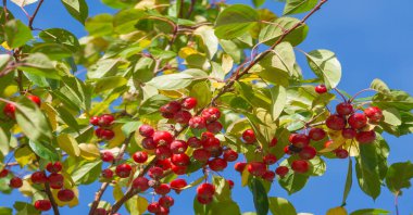 Ağaçların dallarında sonbahar yaprakları. Düşen bir yaprak, sonbaharın ölümünden bahsederken, daha ince bir anlamda baharın kehanetidir.