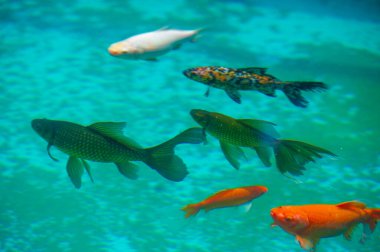 Koi sazan balığının cazibesini doğal ortamlarında yaşayın. Kendini sınırların kaybolduğu büyüleyici bir sahneye daldır. İç huzuru ve sükuneti bu karmaşık deneyimle bul..