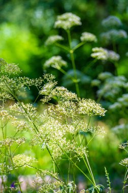 Anthriscus sylvestris, inek maydanozu, yaban kadife maydanozu, yaban gagalı maydanoz, Kraliçe Anne 'in danteli ya da kek olarak bilinir..