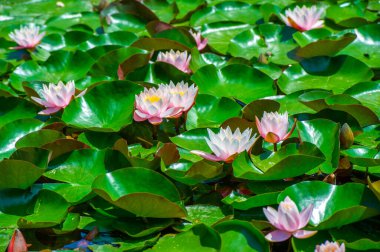 Lotus. Nelumbo. Nymphaeaceae. Nilüfer çiçeği. Doğanın suluboya paleti bu canlı nilüferlerin büyüleyici güzelliğine kendinizi daldırın, sessiz bir göleti yaşayan bir başyapıta dönüştürün.