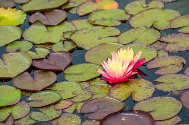 Lotus. Nelumbo. Nymphaeaceae. Nilüfer çiçeği. Bu sevimli nilüferlerle sükuneti deneyin! Narin taç yaprakları ve parlak renkleri seni huzur dolu bir dünyaya taşısın. Cennet Göleti