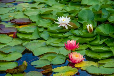Bu büyüleyici nilüferler, sakin sularda narin bir şekilde süzülen yaprakları ile, sakin bir sığınak yaratırlar, rahatlamak için mükemmel bir mola verirler.