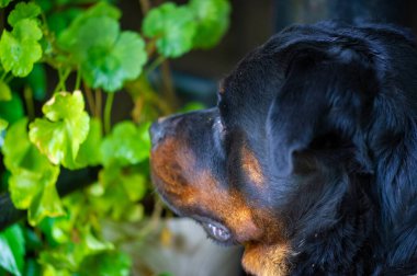 Korkusuz ve otoriter gardiyan sessizce güç hissi yayar Rottweiler yaşamının özünü somutlaştırır.
