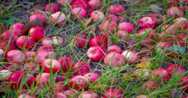 Elmalar ağaçtan yere düşer. Elma bahçesi ve bir sürü çürümüş meyve, sonbaharda kırsal alanda, bahçedeki ağacın altında.