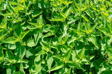 Urtica dioica, eski toplumlarda geleneksel tıp, gıda, çay ve tekstil hammaddesi olarak uzun bir kullanım geçmişine sahiptir..