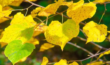 Sonbahar, fotoğraftaki sonbahar eskizi, sarı bordo kırmızı yapraklar, yaz dilekçesi, neşeli resimler.
