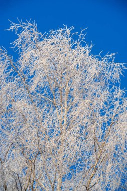 Kış mevsiminin güzelliğini ışıl ışıl bir salkım ağacıyla yaşayın. Cazibe ve zarafetle dolu bir peri masalı dünyasına adım at. Doğanın muhteşem bir görüntüsü. Kış büyüsü. Soğuk zarafet.